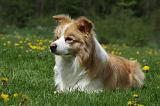 BORDER COLLIE 949